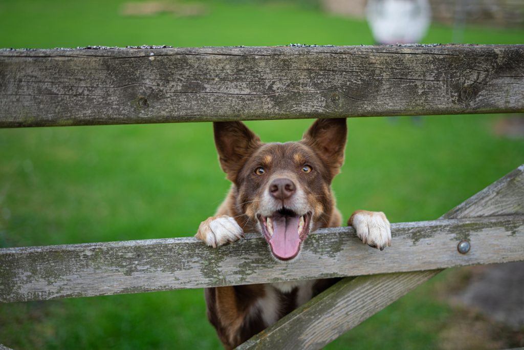 The Best Fence Styles for Homes with Dogs