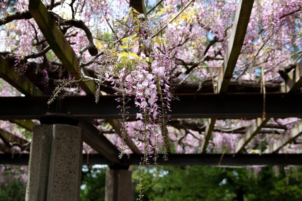 Why You Should Build a Pergola in Spring